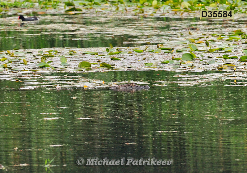 Broad-snouted Caiman (Caiman latirostris)